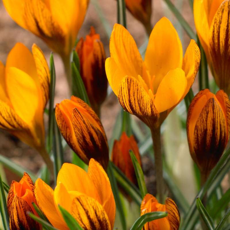 Krokus 'Orange Monarch'
